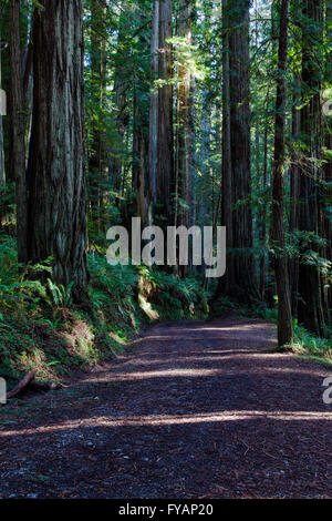 Una strada che si snoda attraverso un redwood Grove at Prairie Creek Redwoods State Park nella California settentrionale vicino alla città di Orick Foto Stock
