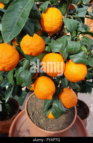 Limone; Limone, Rosso, ist eine limone mit roter Schale