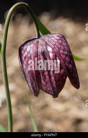 Primo piano del fiore, Snake-testa (Fritillary Fritillaria meleagris). Deriva dal Giglio: la famiglia delle liliacee. Foto Stock