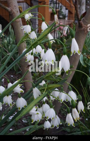 Fiori del, gigante GRAVETYE il simbolo del fiocco di neve (Leucojum aestivum) impianto. Noto anche con il nome di bucaneve o dewdrops. Foto Stock