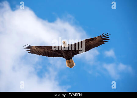 Aquila calva svetta tra le nuvole Foto Stock