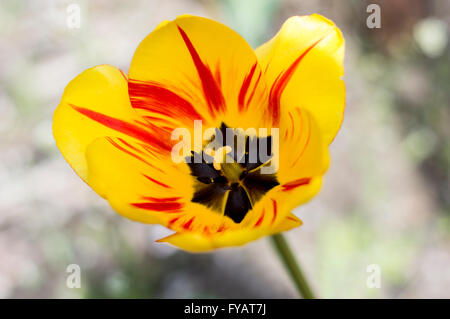 Uno splendido tulipano giallo, close up Foto Stock