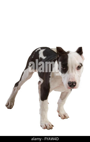 American Staffordshire terrier cane Staffordshire bull terrier seduto davanti a uno sfondo bianco Foto Stock