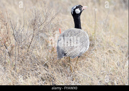 Korhaan nero settentrionale, Afrotis afraoides, aka Korhaan bianco alato, bustard bianco-Quinted, Etosha National Park, Namibia Foto Stock