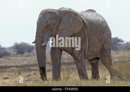 Vagando, elefante di toro 'fantasma', così chiamato a causa della bianchezza dell'argilla usata come protezione solare, il Parco Nazionale di Etosha, Namibia Foto Stock