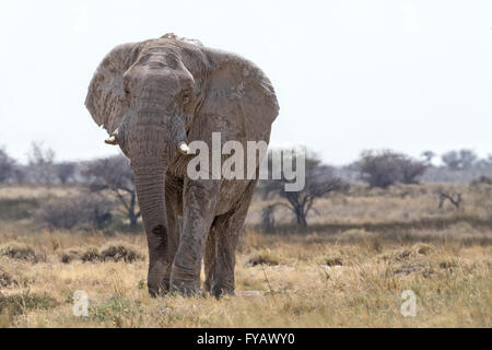 Vagando con un elefante toro "Ghost", così chiamato a causa della bianchezza dell'argilla usata come protezione solare, il Parco Nazionale di Etosha, Namibia Foto Stock