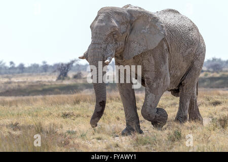 Vagando, elefante di toro 'fantasma', così chiamato a causa della bianchezza dell'argilla usata come protezione solare, il Parco Nazionale di Etosha, Namibia Foto Stock