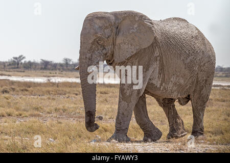 Vagando, elefante di toro 'fantasma', così chiamato a causa della bianchezza dell'argilla usata come protezione solare, il Parco Nazionale di Etosha, Namibia Foto Stock