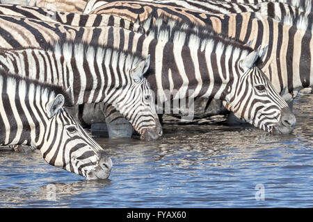 Zebra di Plain, la corsa di Burchell, presso il Waterhole, il Parco Nazionale di Etosha, Namibia Foto Stock