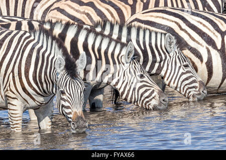Zebra di Plain, la corsa di Burchell, presso il Waterhole, il Parco Nazionale di Etosha, Namibia Foto Stock