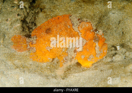 Freckled rana pescatrice, Antennatus coccineus, a Baia di Chowder, Clifton Gardens, Nuovo Galles del Sud, Australia. Profondità: 3,8 m. Foto Stock