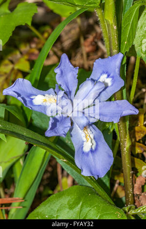 Crested Dwarf Iris millefiori. è il nome scientifico è Iris cristata Aiton delle Iridaceae (iris) famiglia. Foto Stock