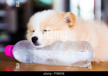 Brown Pomerania cane dorme sulla congelati di acqua in bottiglia. Foto Stock