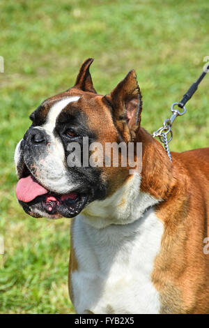 Giovane cane boxer ritratto Foto Stock