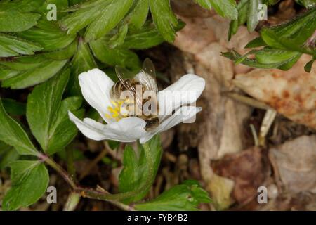 Un'ape sul fiore della Windflower (Anemone nemorosa ,) Questa è una pianta del genere Anemone. Turingia, Germania, Europa Data: 13 Aprile 2016 Foto Stock