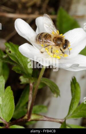 Un'ape sul fiore della Windflower (Anemone nemorosa ,) Questa è una pianta del genere Anemone. Turingia, Germania, Europa Data: 13 Aprile 2016 Foto Stock