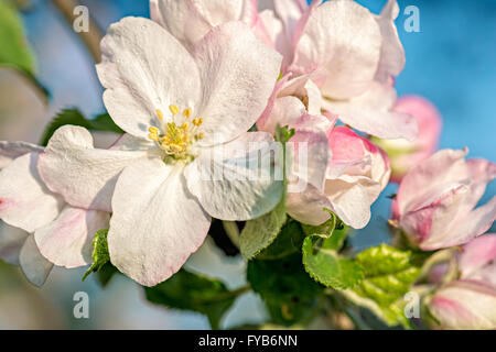Apple Blossom gemme Foto Stock
