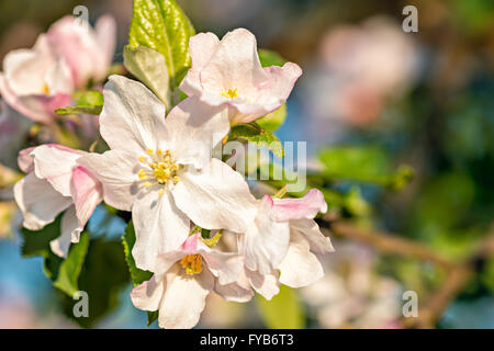 Apple Blossom gemme Foto Stock
