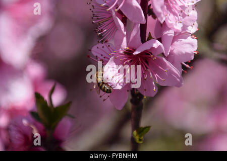 Impollinazione dei fiori da parte delle api di pesche. Foto Stock