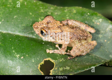 Arancio-groined pioggia (rana Pristimantis croceoinguinis) nel sottobosco della foresta pluviale, Ecuador Foto Stock