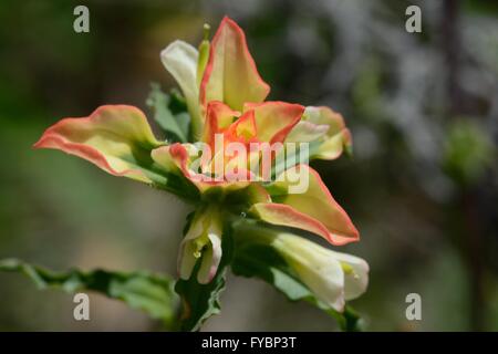 Giallo Indian Paintbrush Foto Stock