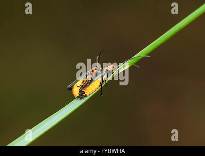 Soldato coleotteri coniugata (Heteromastix specie), Nuovo Galles del Sud, Australia Foto Stock