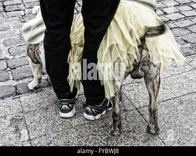 Cane in costume di carnevale. Foto Stock