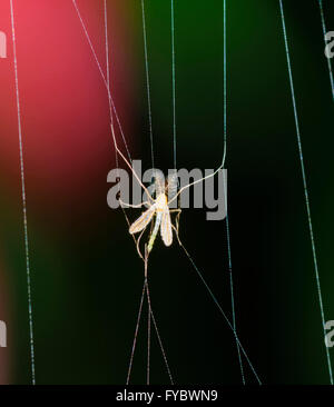 Gli insetti catturati in una ragnatela, Mt Annan, Nuovo Galles del Sud, Australia Foto Stock