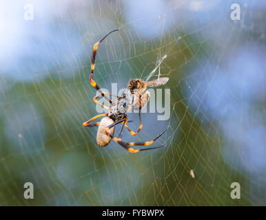 Golden Orb Web spider (Nephila plumipes), Mt Annan, Nuovo Galles del Sud, Australia Foto Stock