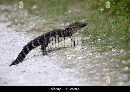 Giovani alligator attraversando il sentiero percorso appena di fronte a me! Twas circa 1,5 m o 5ft a lungo. Aprile 2016 Foto Stock