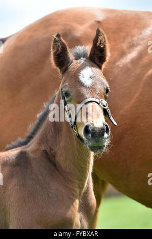 Puledra purosangue bay con stella bianca e collare di testa Racing allevati Foto Stock