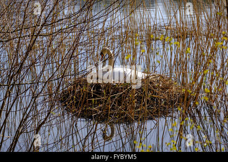 Cigno seduta sul nido di canne floating tra ance in Cannop stagni, Foresta di Dean Gloucestershire Engalnd REGNO UNITO Foto Stock