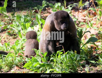 Comune Sudamericano o marrone Humboldt's lanosi scimmia (Lagothrix lagotricha), la madre con il suo bambino piccolo. Foto Stock