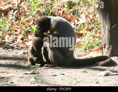 Comune Sudamericano o marrone Humboldt's lanosi scimmia (Lagothrix lagotricha), la madre con il suo bambino piccolo. Foto Stock