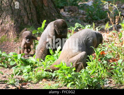 Famiglia di Humboldt's lanosi scimmie (Lagothrix lagotricha), nativo della regione amazzonica, genitori con bambino Foto Stock