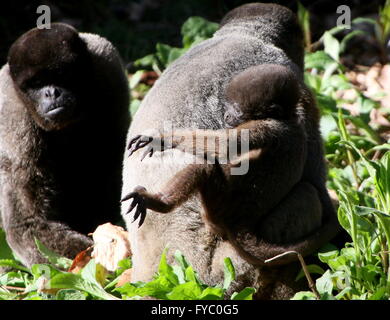 Famiglia di comune marrone o Humboldt's lanosi scimmie (Lagothrix lagotricha), nativo della regione amazzonica, genitori con bambino Foto Stock