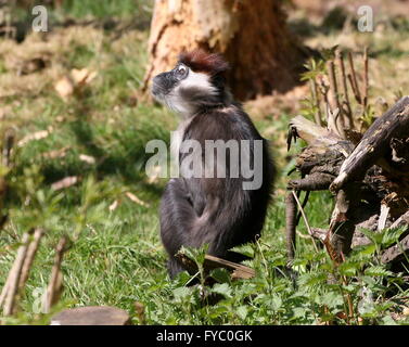 West African Red tappati o (bianco) a collare (Mangabey Cercocebus torquatus, Cercocebus collaris) seduto a terra Foto Stock