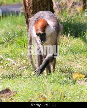 West African Red tappati o (bianco) a collare (Mangabey Cercocebus torquatus, Cercocebus collaris) Foto Stock