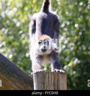 West African Red tappati o (bianco) a collare (Mangabey Cercocebus torquatus, Cercocebus collaris) allungare i suoi muscoli Foto Stock