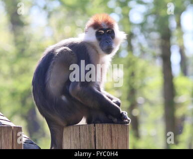 West African Red tappati o (bianco) a collare (Mangabey Cercocebus torquatus, Cercocebus collaris) Foto Stock