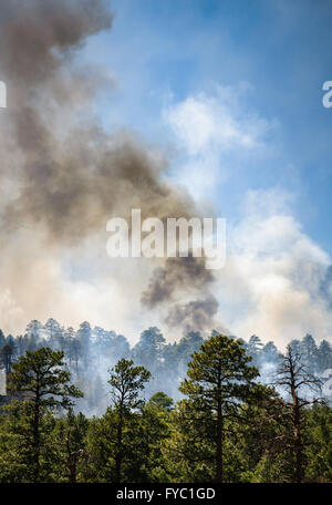 Incendio di foresta in Coconino National Forest Foto Stock