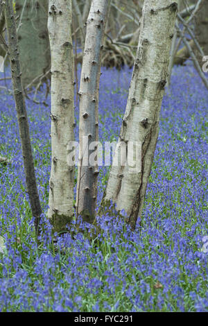 Un sacco di bluebells in un antico faggio e rovere argento bosco di betulle che ricopre il piano terreno sottostante albero canopy Foto Stock