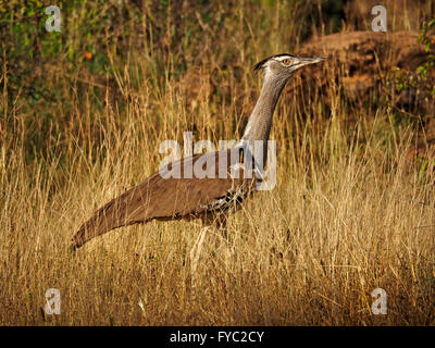 Kori Bustard (Ardeotis kori) Africa più pesante del volo di uccelli passeggiate in erba lunga in bushland sull altopiano di Laikipia Kenya Foto Stock