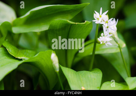 Ramsons (Allium ursinum) foglie e fiori. Un impianto in famiglia Amaryllidaceae in fiore, noto anche come aglio selvatico Foto Stock