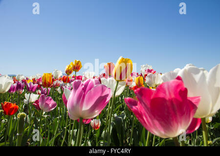 Campo di multi-colore di tulipani contro brilliant blue sky a molla., Foto Stock