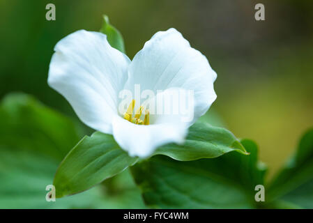 Close up di un trillium nella foresta Foto Stock