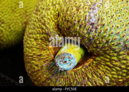 Gigante jackfruit verde Foto Stock