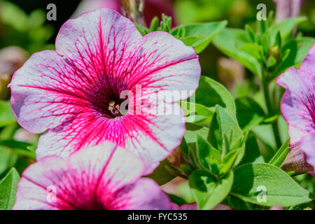 Piuttosto, rosa e Petunia fragole con sfondo verde. Bella primavera ed estate display Foto Stock