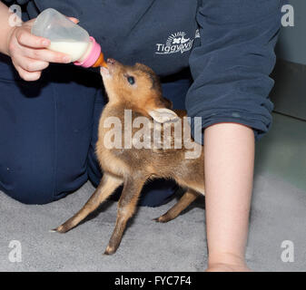 Muntjac deer, Muntiacus reevesi, bambino orfano fulvo bottiglia essendo alimentato da infermiere veterinario Foto Stock