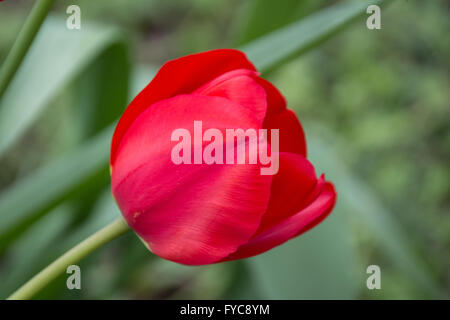 Un fiore rosso macro isolato su sfondo natura Foto Stock